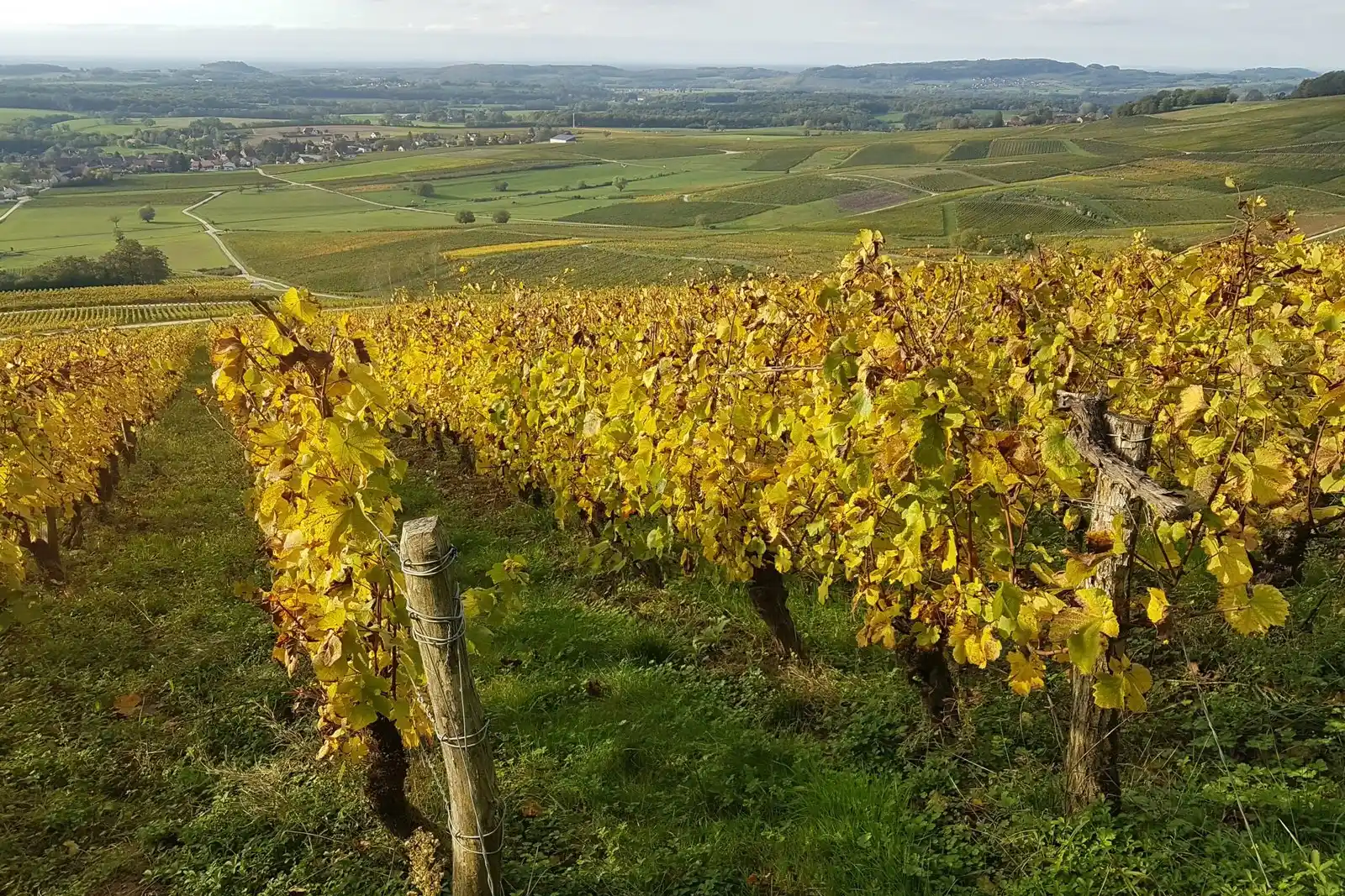 Domaine des Pentacrines - Rangs de vigne au feuillage doré d’automne au-dessus de la plaine