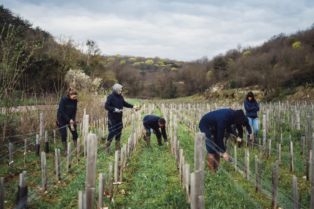 Domaine d’Eugénie - L’équipe au travail dans les rangs, en fin d’hiver