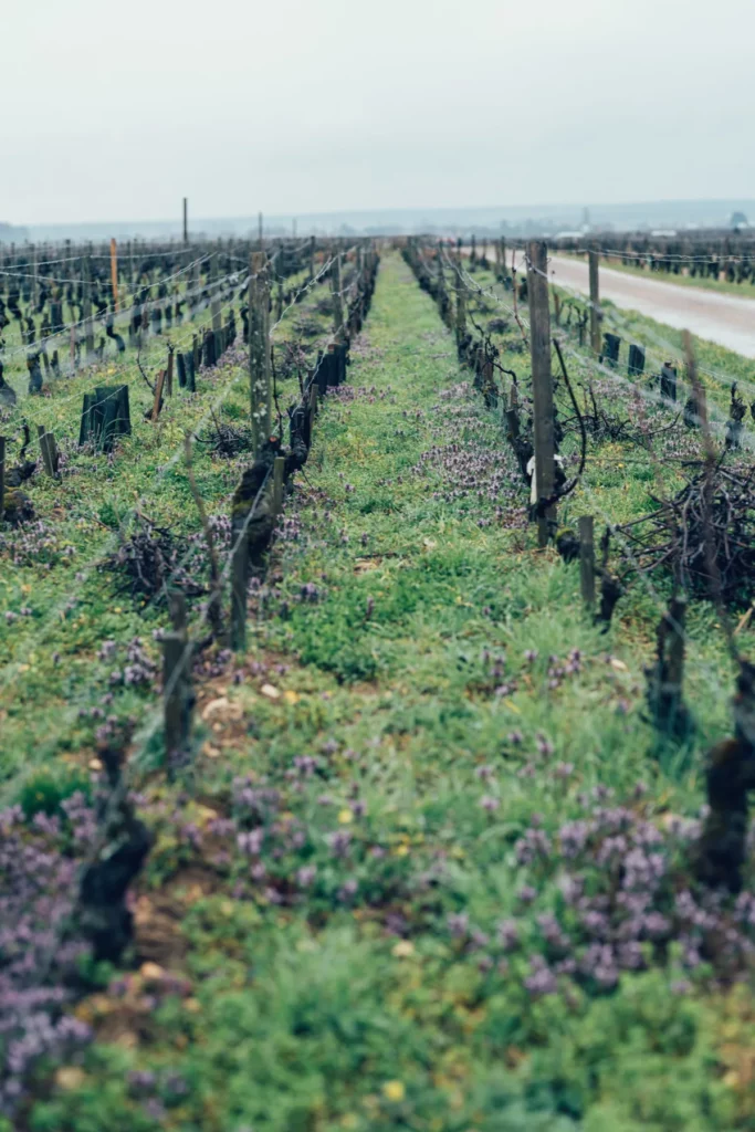 Domaine d’Eugénie - Fleurs sauvages entre les rangs de vigne taillée
