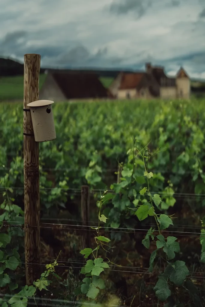 Domaine d’Eugénie - Nichoir à mésange posé sur un piquet de vigne