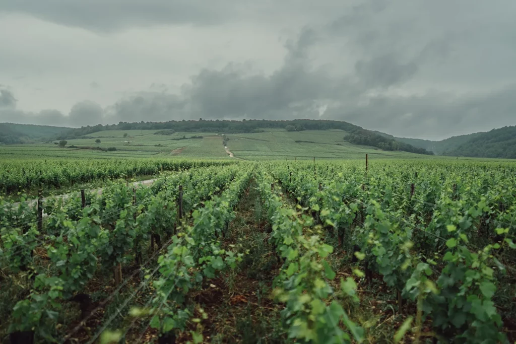 Domaine d’Eugénie - Rangs de pinot noir en Côte de Nuits au printemps