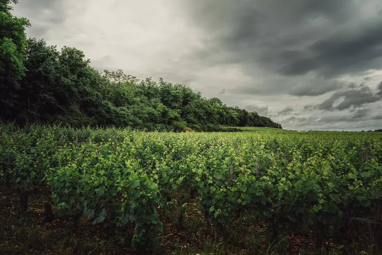 Domaine d’Eugénie - Vignes de la Côte de Nuits sous un ciel d’orage, bois en lisière