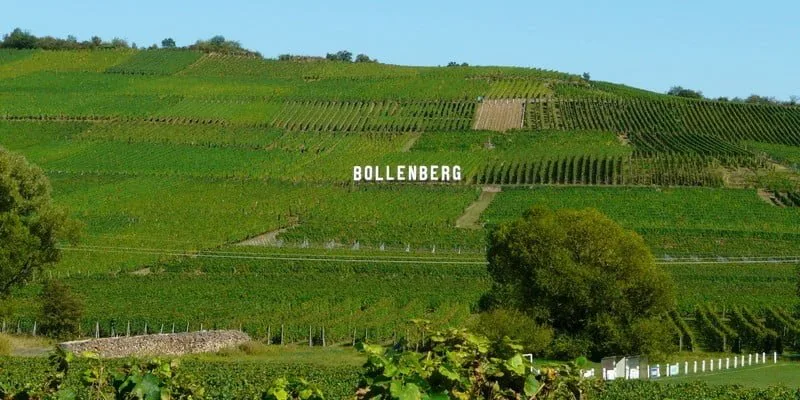 Domaine du Bollenberg - La colline du Bollenberg couverte de vignes