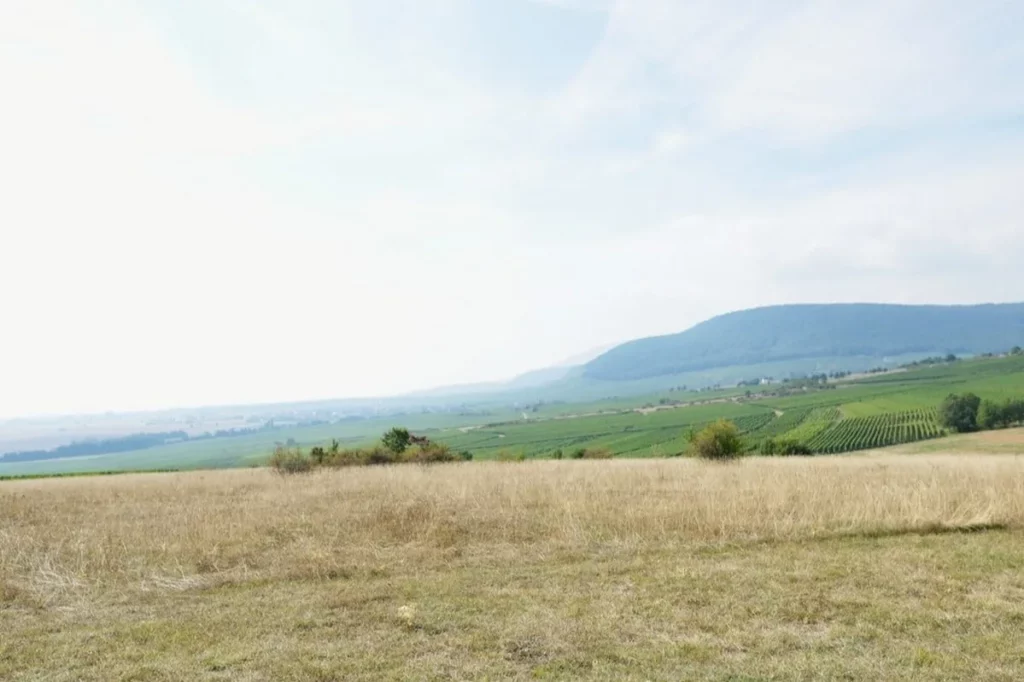 Domaine du Bollenberg - Pelouse sèche du sommet au-dessus du vignoble