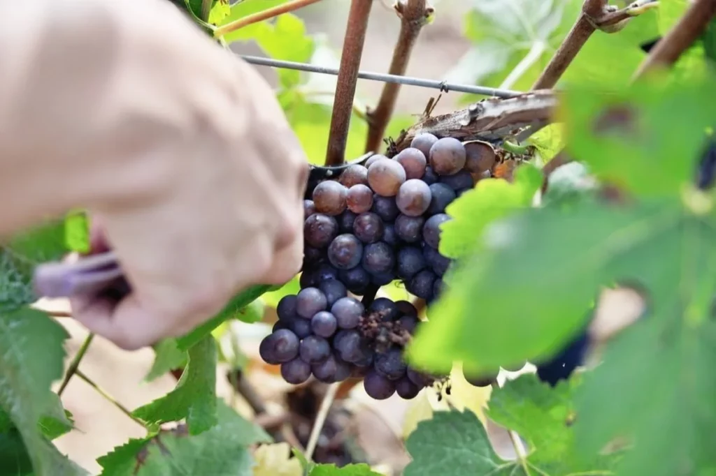 Domaine du Bollenberg - Grappe coupée à la main pendant les vendanges