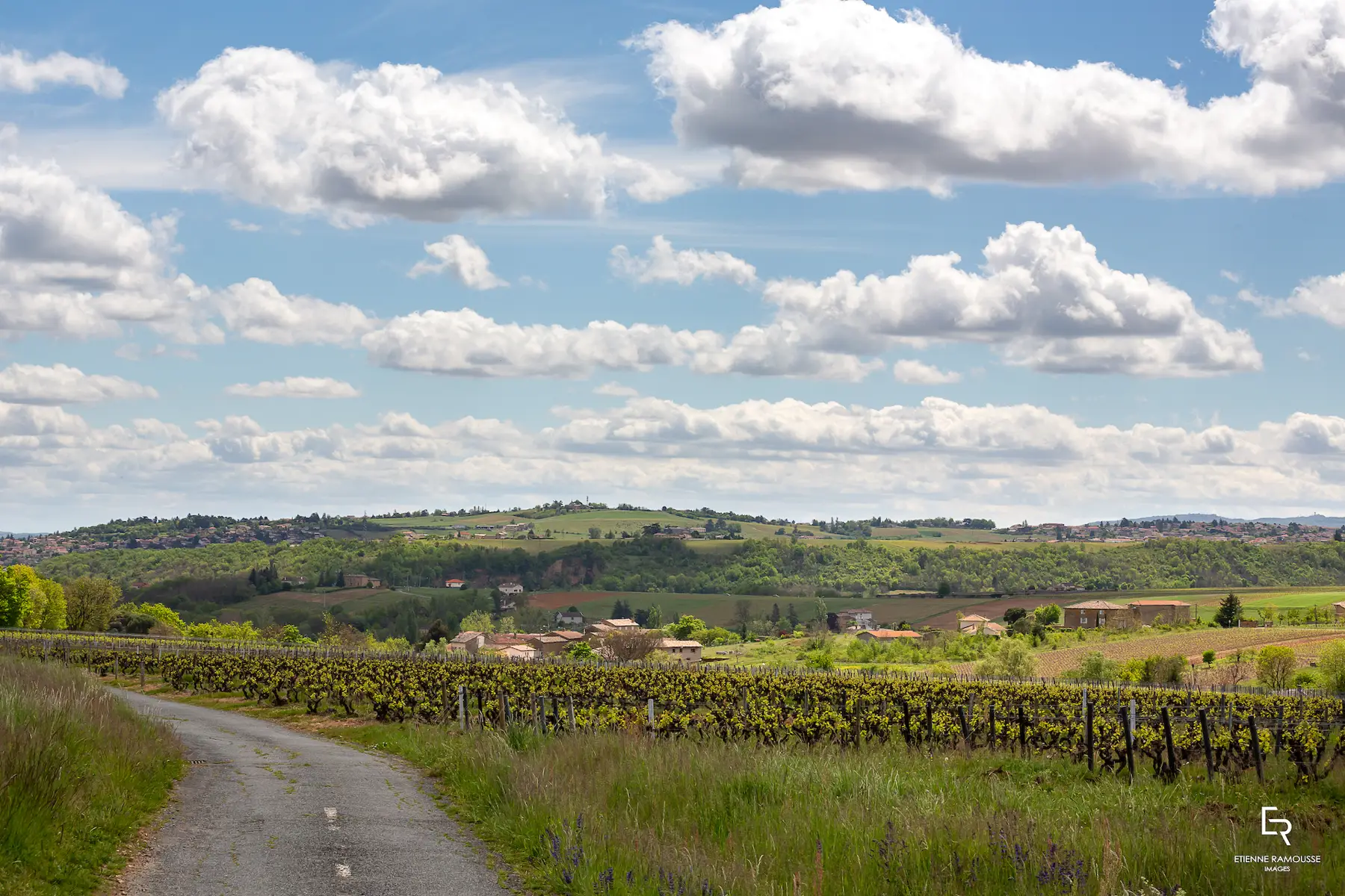 Domaine du Champ de la Croix - Chemin entre les vignes du Beaujolais sous un ciel d’été