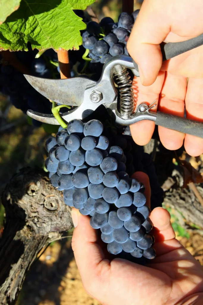 Domaine du Champ de la Croix - Grappe de gamay coupée au sécateur pendant les vendanges