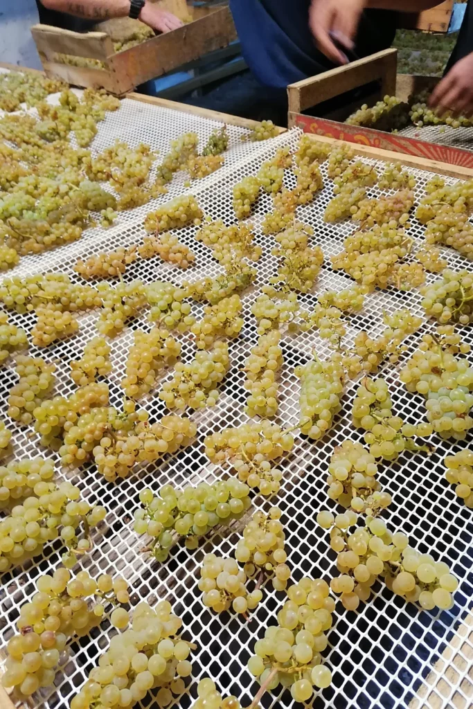 Domaine du Château d'Arlay - Grappes blanches posées sur claies pour le vin de paille