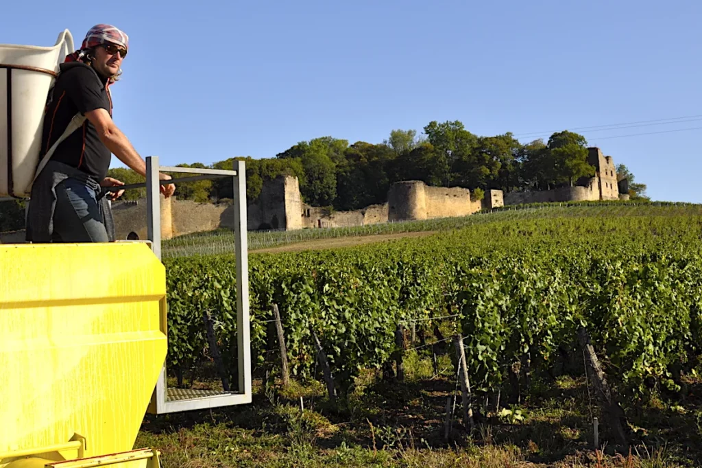 Domaine du Château d'Arlay - Porteur de hotte au-dessus des vignes, devant les remparts