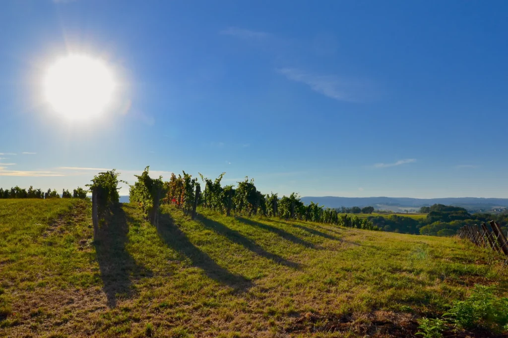 Domaine du Château d'Arlay - Rangs de vigne sur la colline en plein soleil, face à la plaine