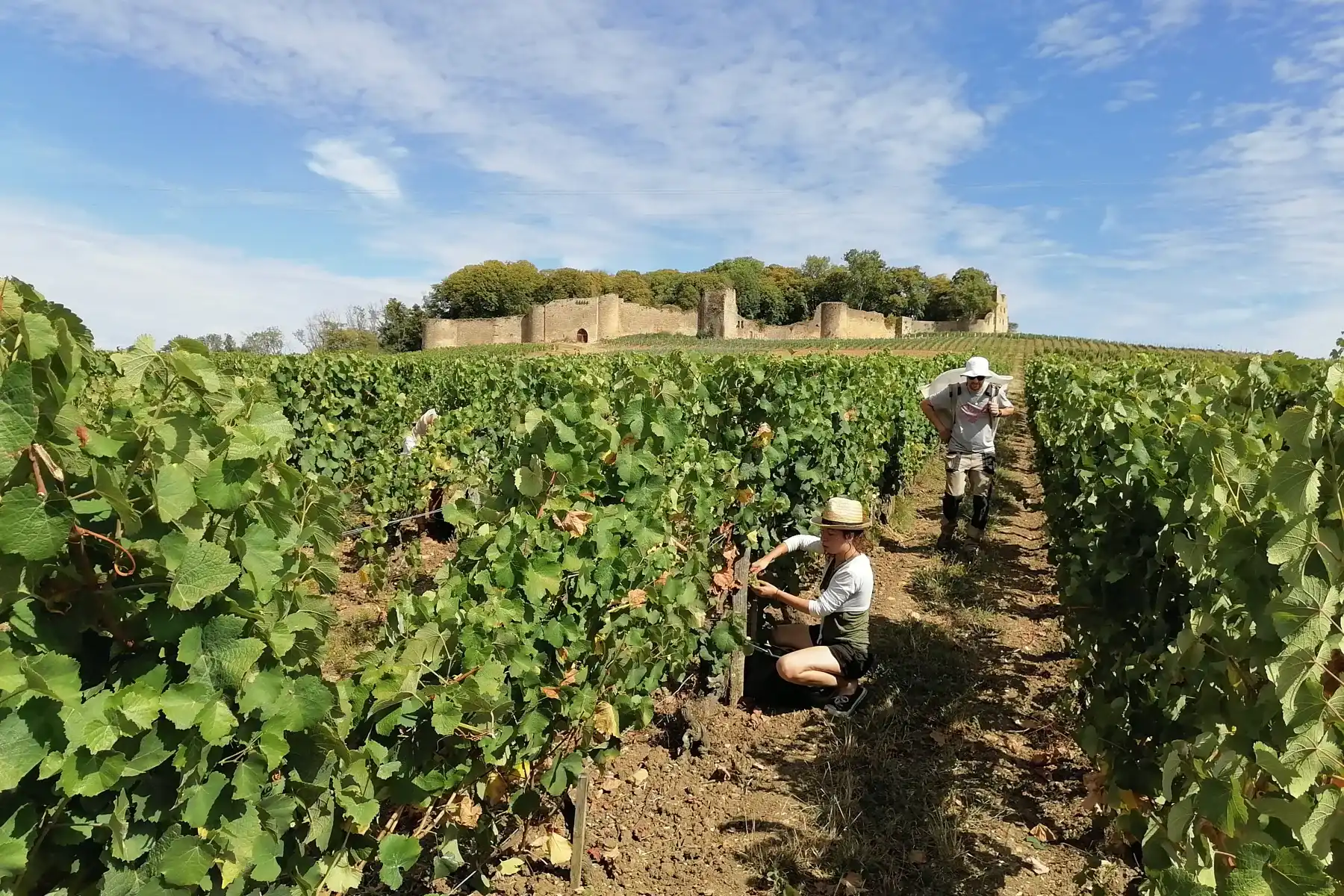 Domaine du Château d'Arlay - Vendanges dans les rangs sous les ruines de la forteresse médiévale