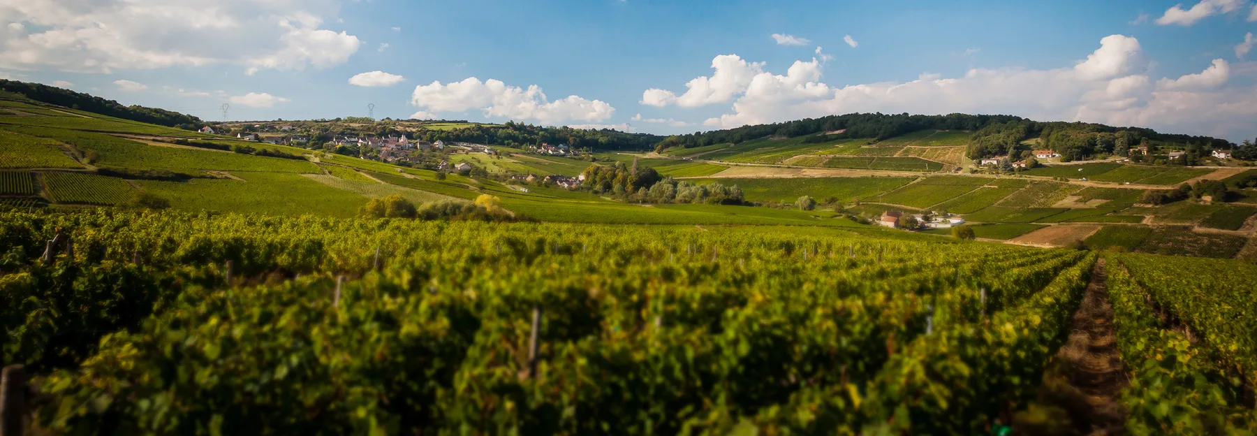 Domaine Feuillat-Juillot - Coteaux de vignes sous un ciel d’été en Côte chalonnaise