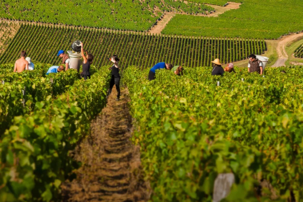 Domaine Feuillat-Juillot - Vendangeurs dans les rangs de chardonnay