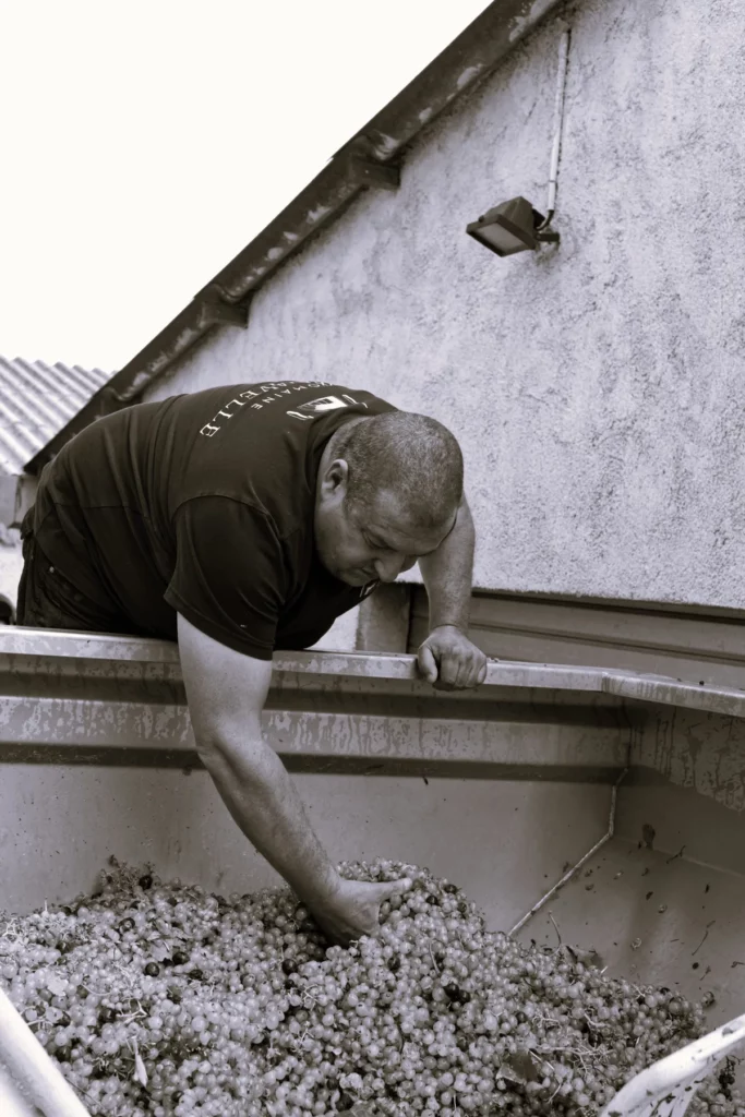 Domaine Fredavelle - David Ravel penché sur la benne de vendange