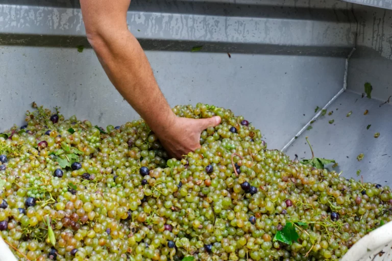 Domaine Fredavelle