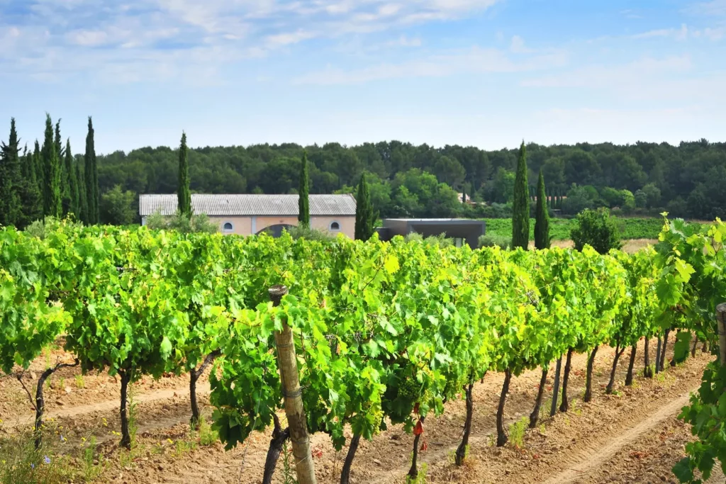 Domaine Fredavelle - Rangs de vignes en été, cyprès et bâtiments en arrière-plan