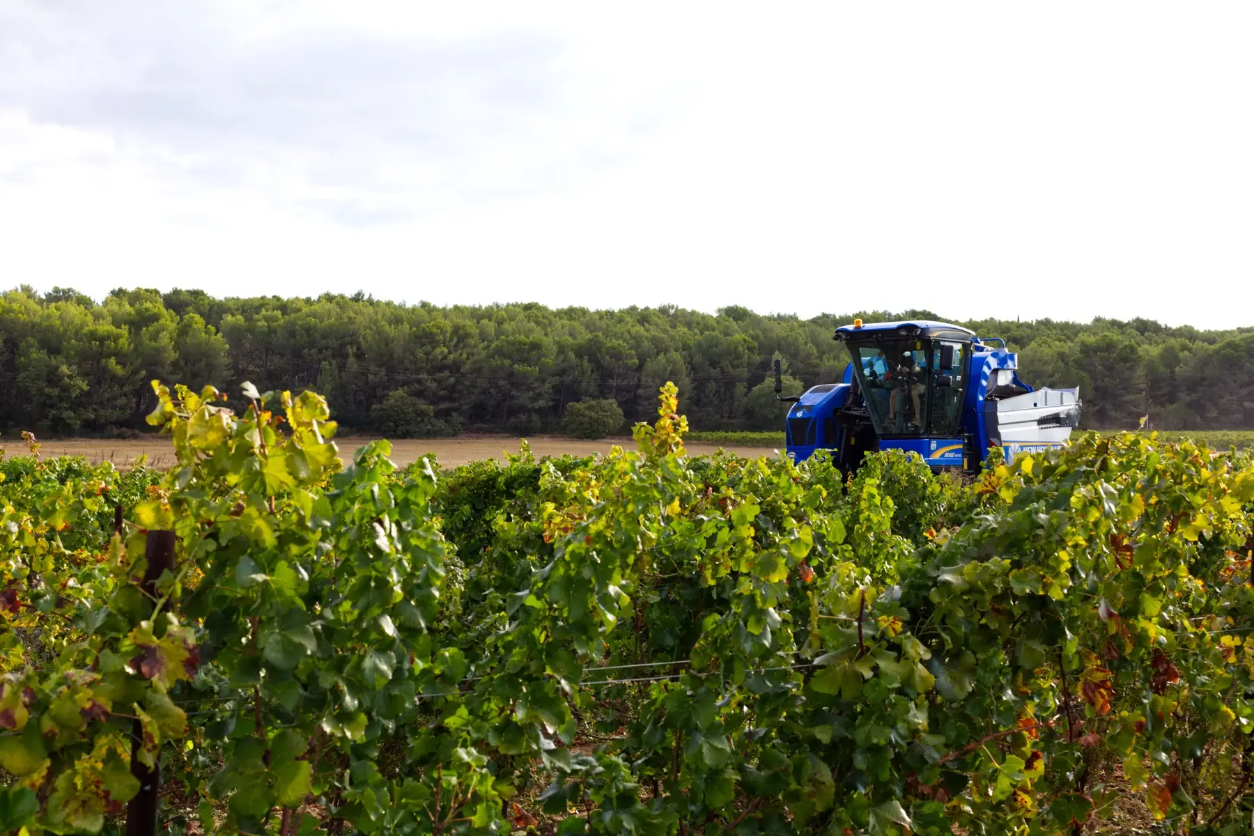 Domaine Fredavelle - Vignes en lisière de bois pendant les vendanges à Éguilles
