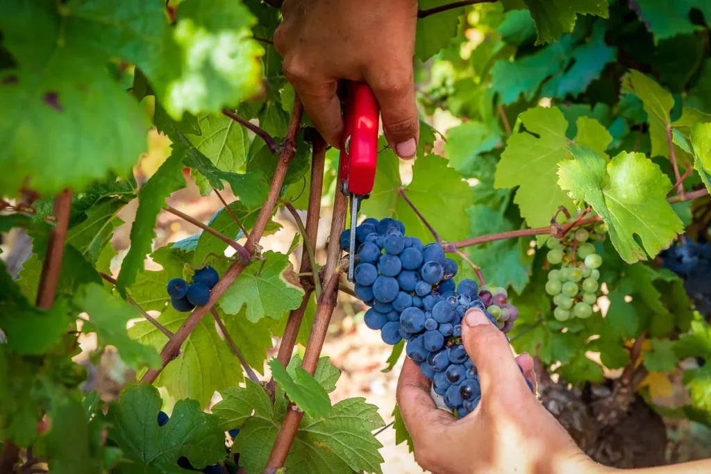 Domaine Henri Delagrange - Grappe de pinot noir coupée au sécateur pendant les vendanges