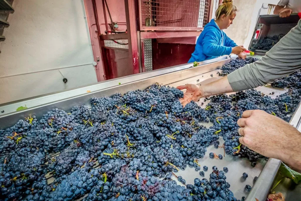Domaine Henri Delagrange - Tri des grappes de pinot noir sur la table de tri