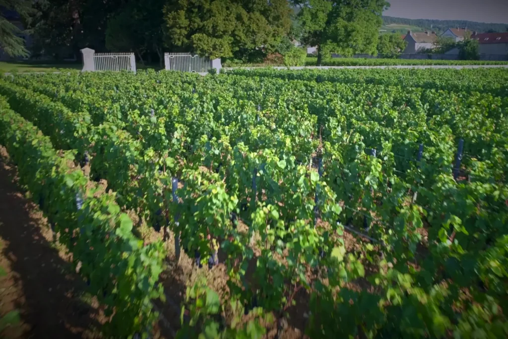 Domaine Henri Rebourseau - Rangs de vigne devant les grilles de la propriété