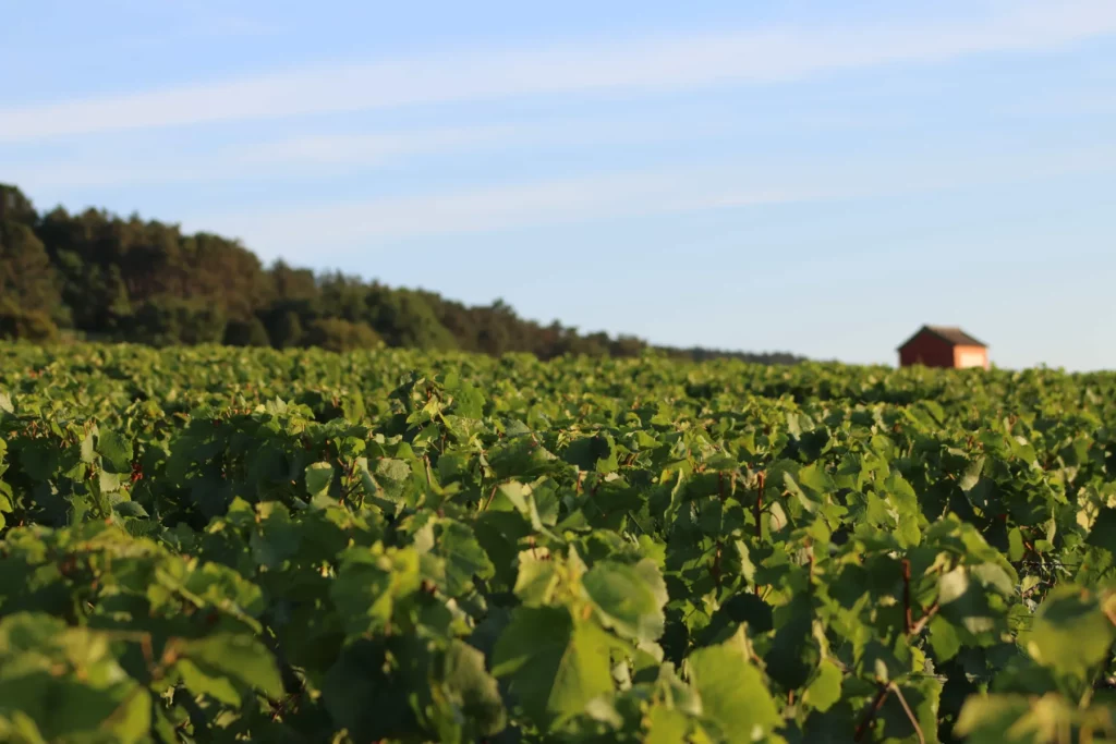 Domaine Henri Rebourseau - Vigne en plein été sous la lisière des bois