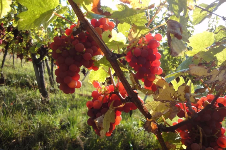 Domaine Hering