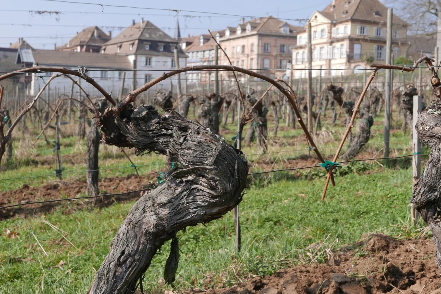 Domaine Hering - Vieilles vignes en cépée devant le village de Barr