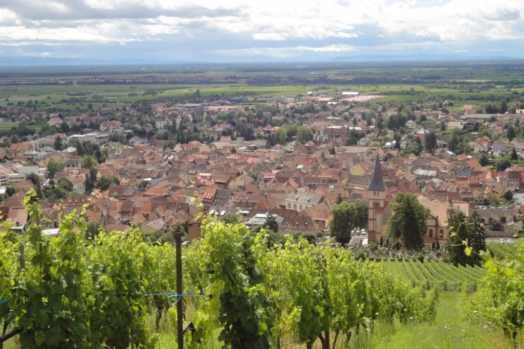 Domaine Hering - Le vignoble de Barr et la plaine du Rhin