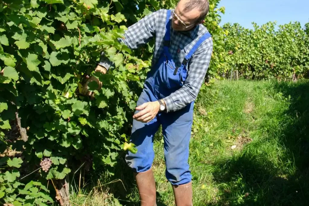 Domaine Laurent Bannwarth - Contrôle des grappes dans le rang avant les vendanges