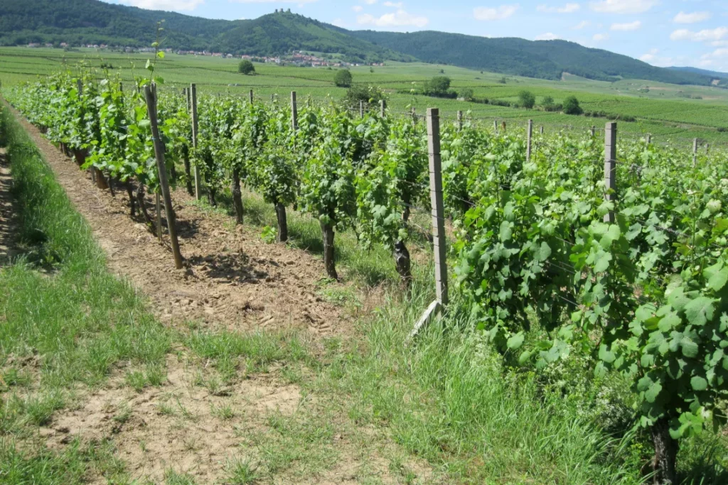 Domaine Laurent Bannwarth - Rangs de vignes enherbés au pied des Vosges