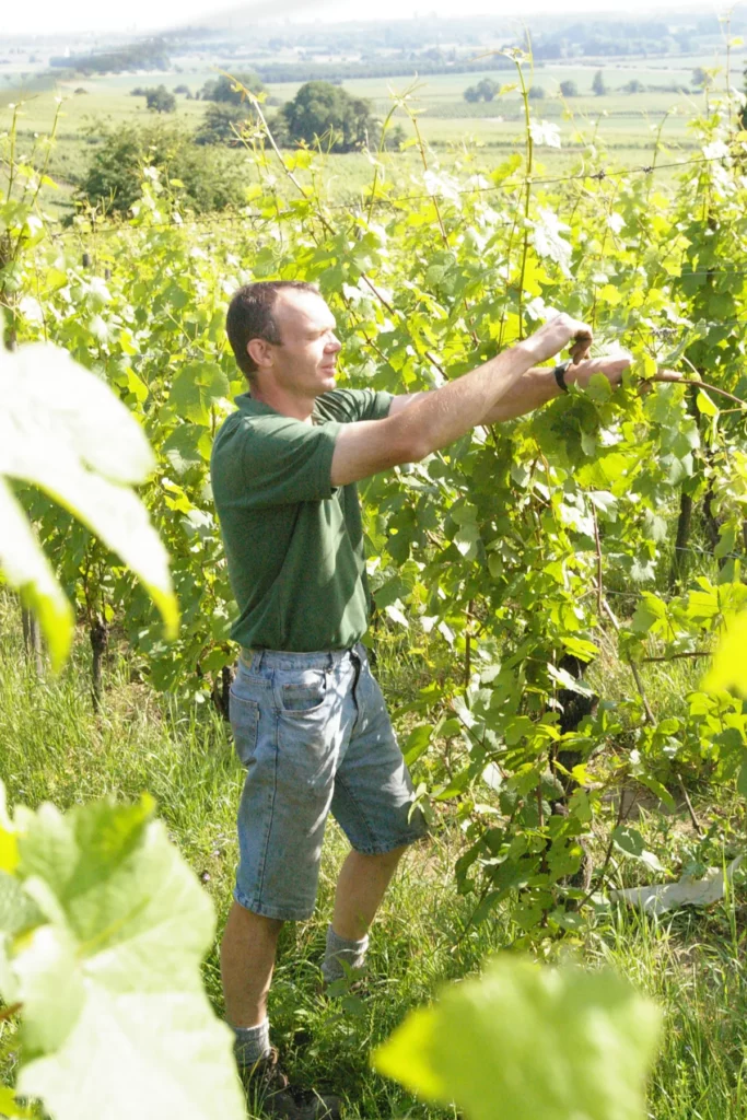 Domaine Laurent Bannwarth - Travail du feuillage dans les vignes en été