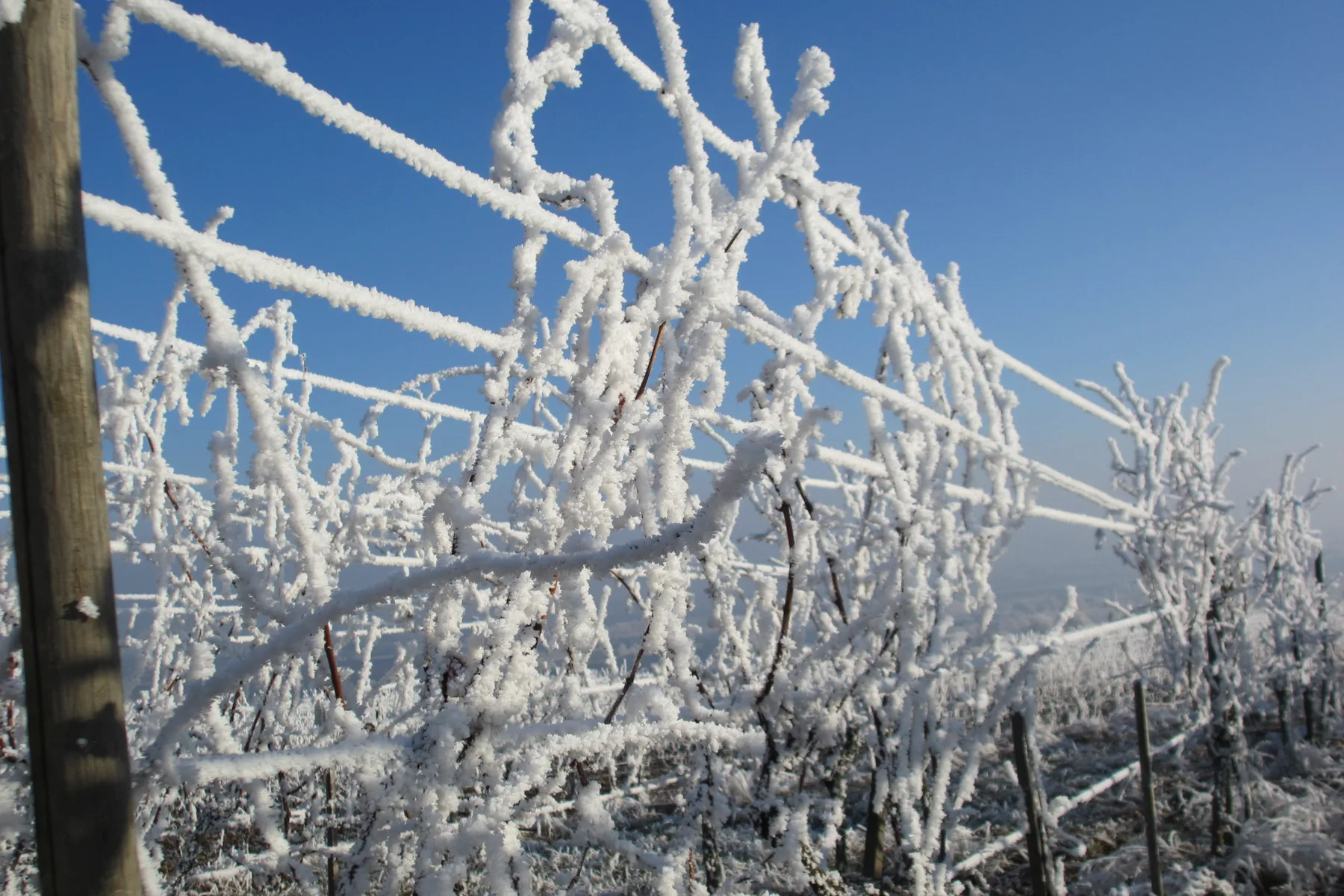 Domaine Laurent Bannwarth - Vignes et palissage couverts de givre sous un ciel d’hiver