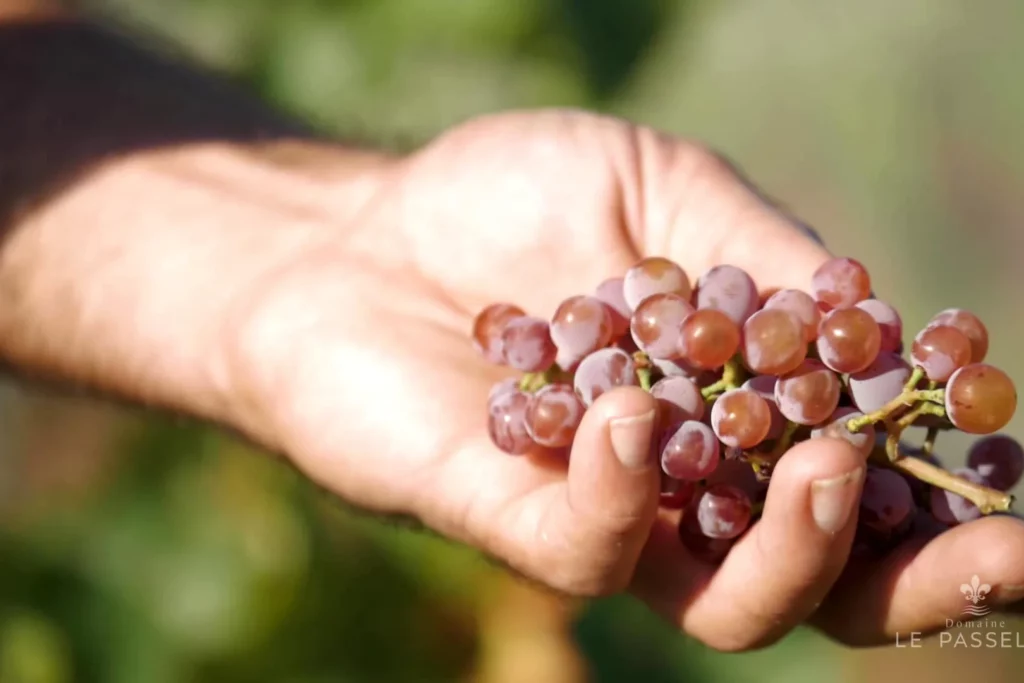 Domaine Le Passelys - Grains de raisin tenus en main