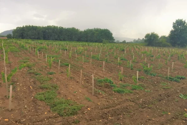 Domaine Le Passelys - Jeune vigne plantée en rangs