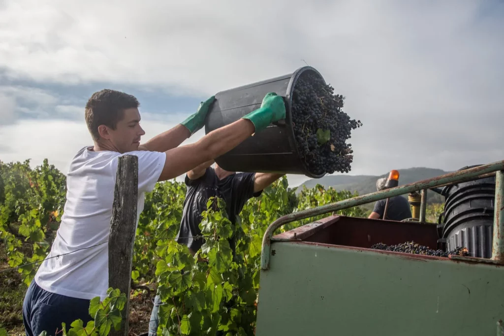 Domaine Le Passelys - Vendanges manuelles au domaine