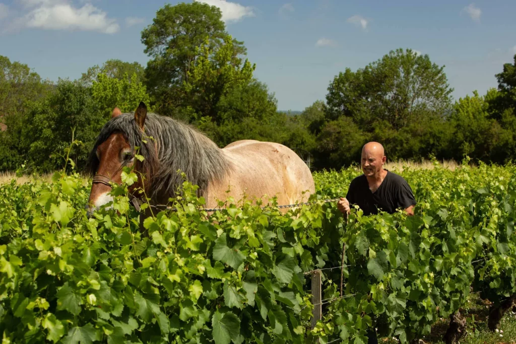 Domaine Leflaive - Labour au cheval entre les rangs de vigne