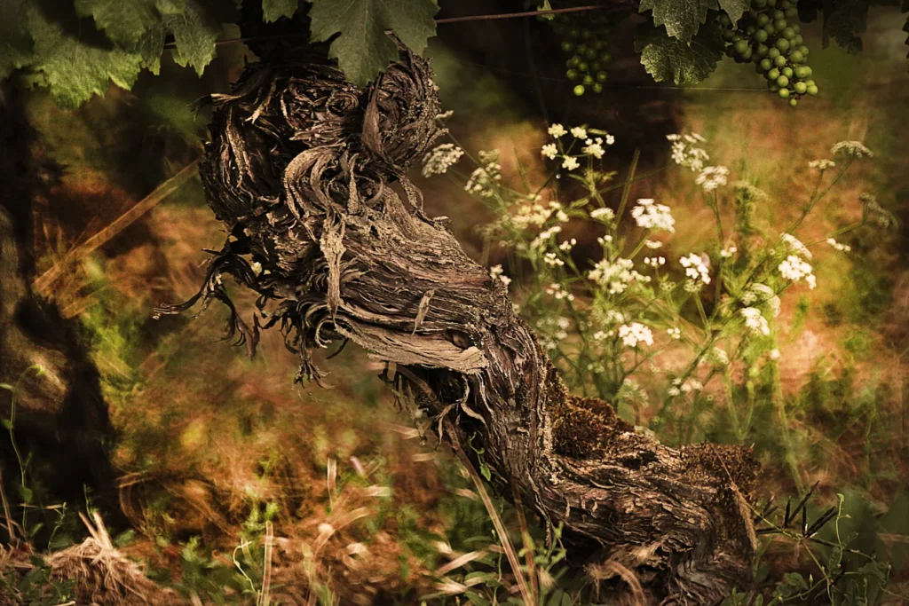 Domaine Leflaive - Vieux cep noueux au milieu des fleurs sauvages