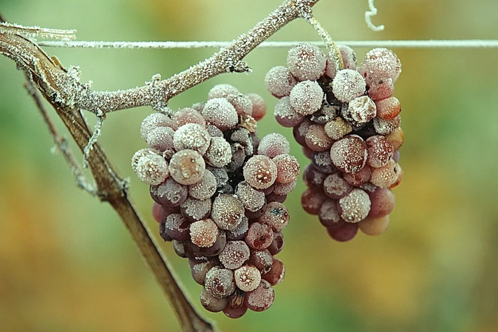Domaine Loberger - Grappes restées sur souche, couvertes de givre