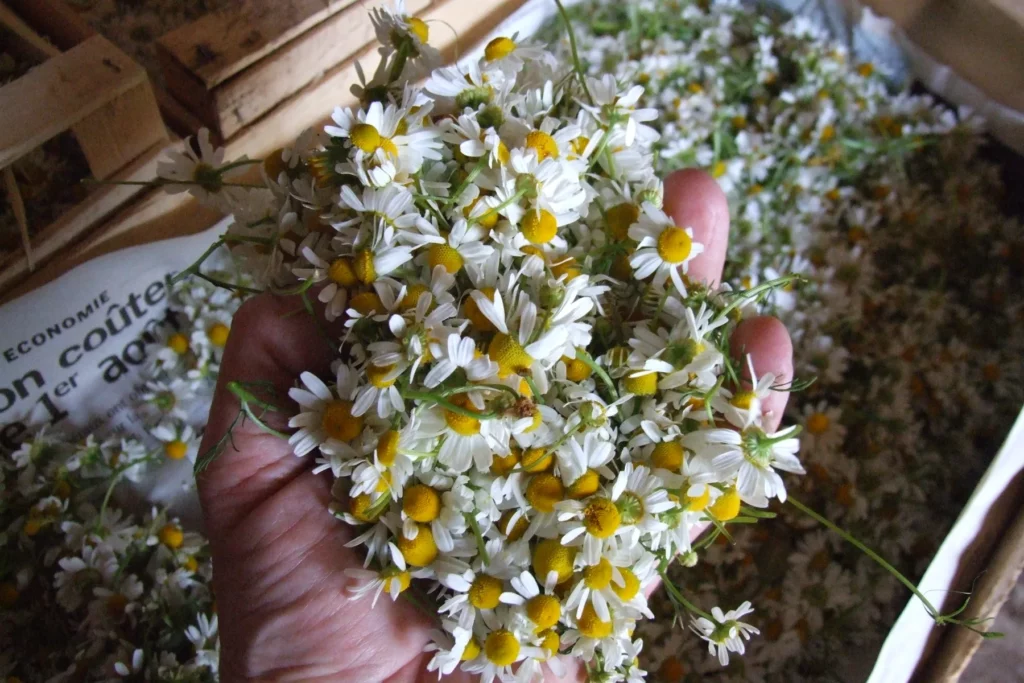 Domaine Loberger - Poignée de fleurs de camomille fraîchement cueillies
