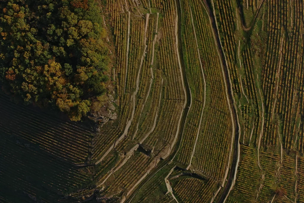 Domaine Loberger - Vue aérienne de vignes en terrasses tenues par des murets de pierre sèche