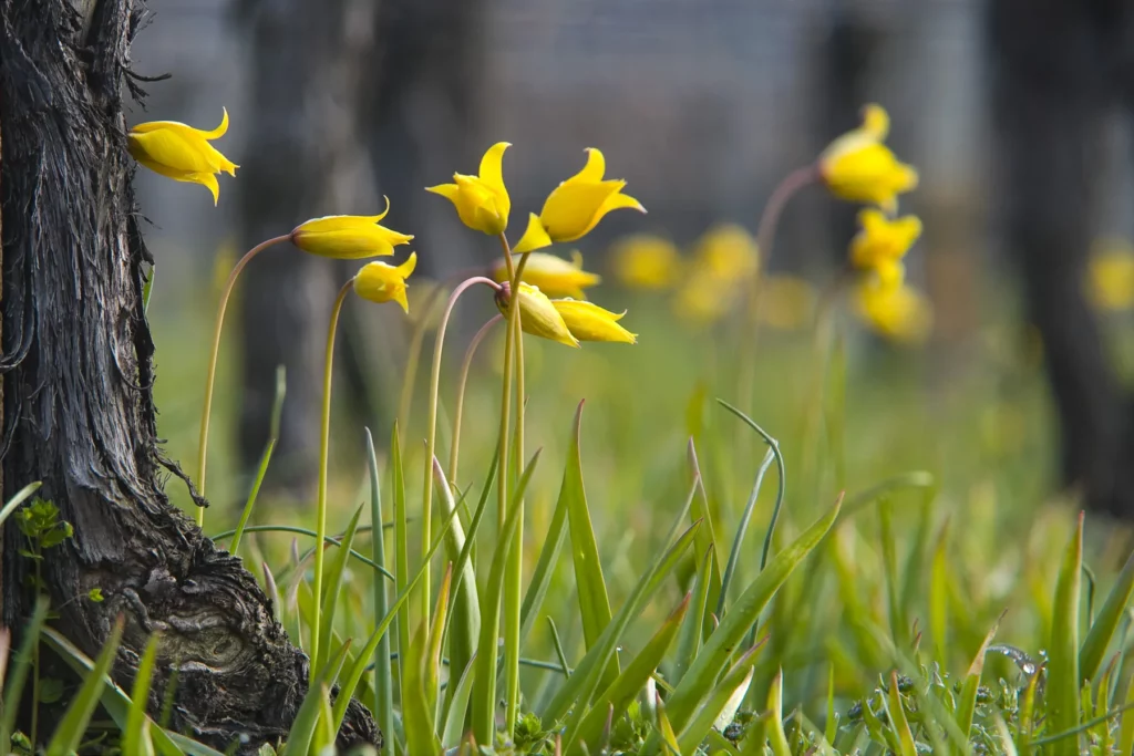 Domaine Loberger - Tulipes jaunes en fleur au pied des ceps