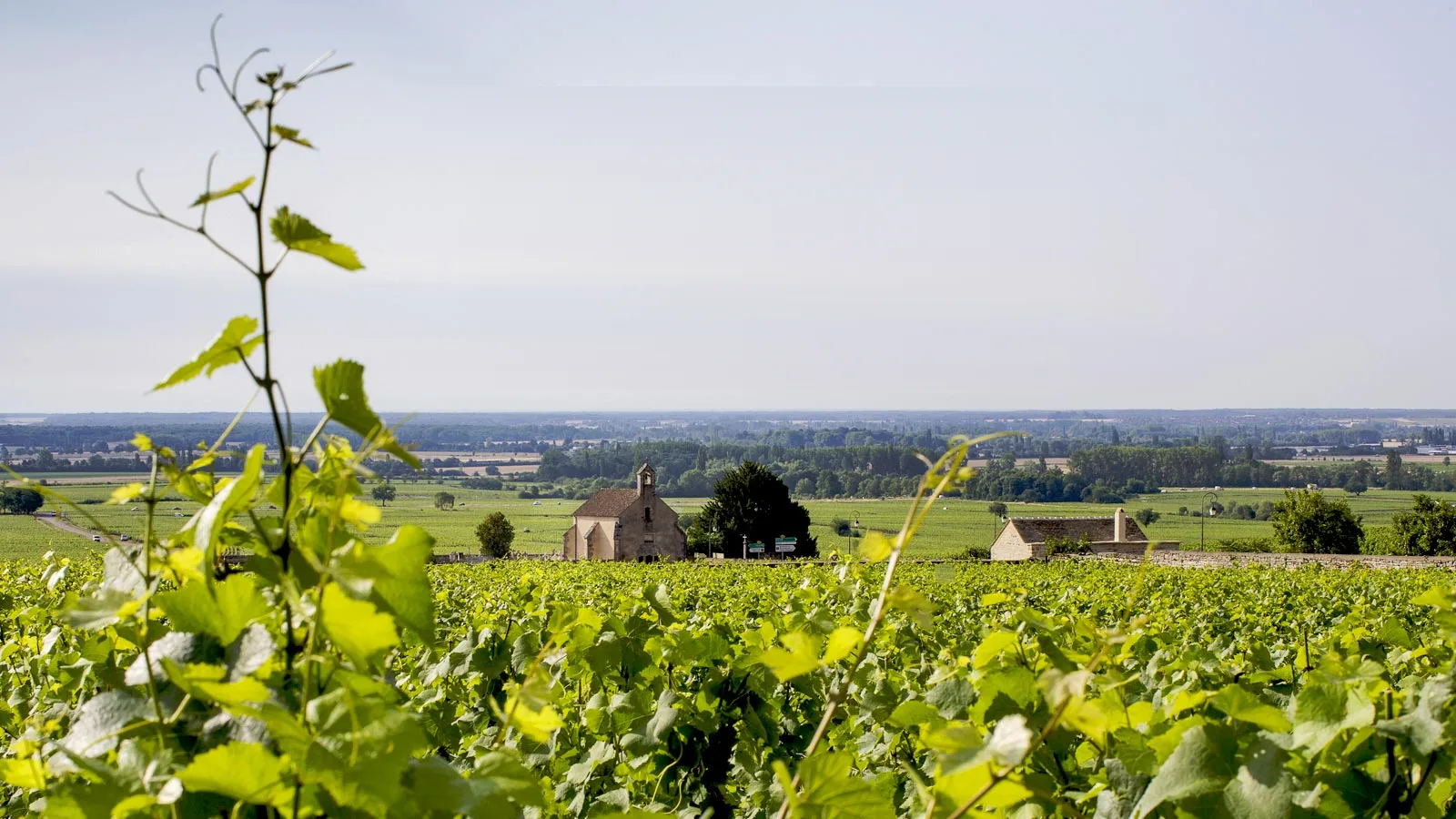 Domaine Michel Lafarge - Vignes en pleine feuillaison face à la plaine, une chapelle en contrebas