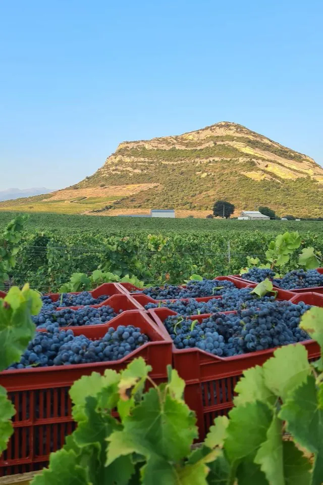 Domaine Paradella - Caisses de raisins noirs vendangés à la main, au pied de la montagne
