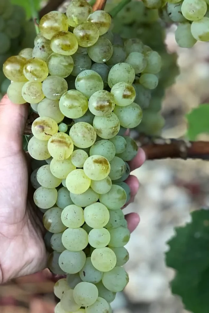 Domaine Paradella - Grappe de vermentinu tenue à la main dans la vigne