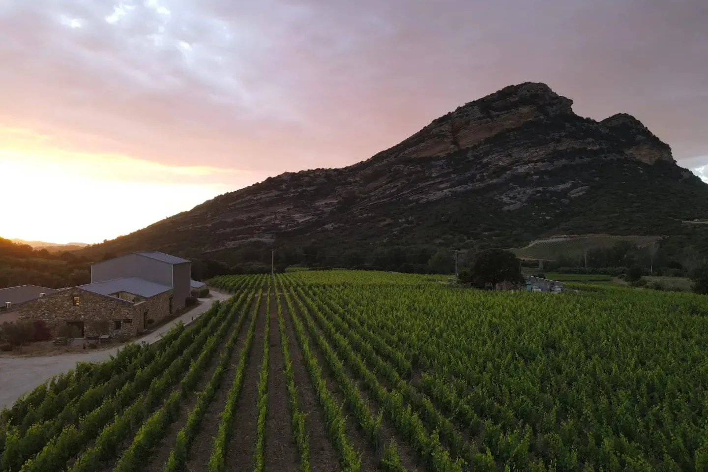 Domaine Paradella - Rangs de vigne au pied de la montagne, au crépuscule à Poggio-d’Oletta