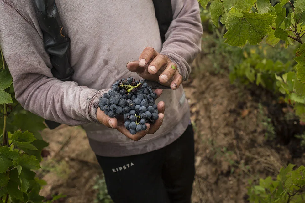 Domaine Paul Janin et Fils - Grappe noire tenue à deux mains pendant les vendanges