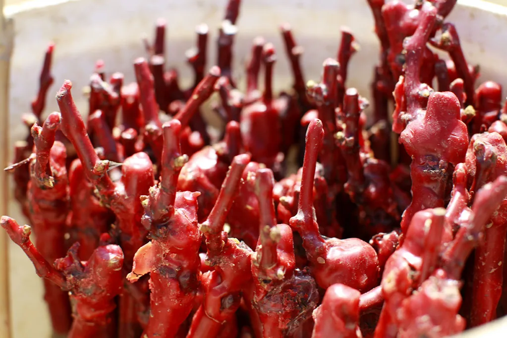 Domaine Paul Janin et Fils - Greffons de vigne trempés dans la cire rouge avant plantation