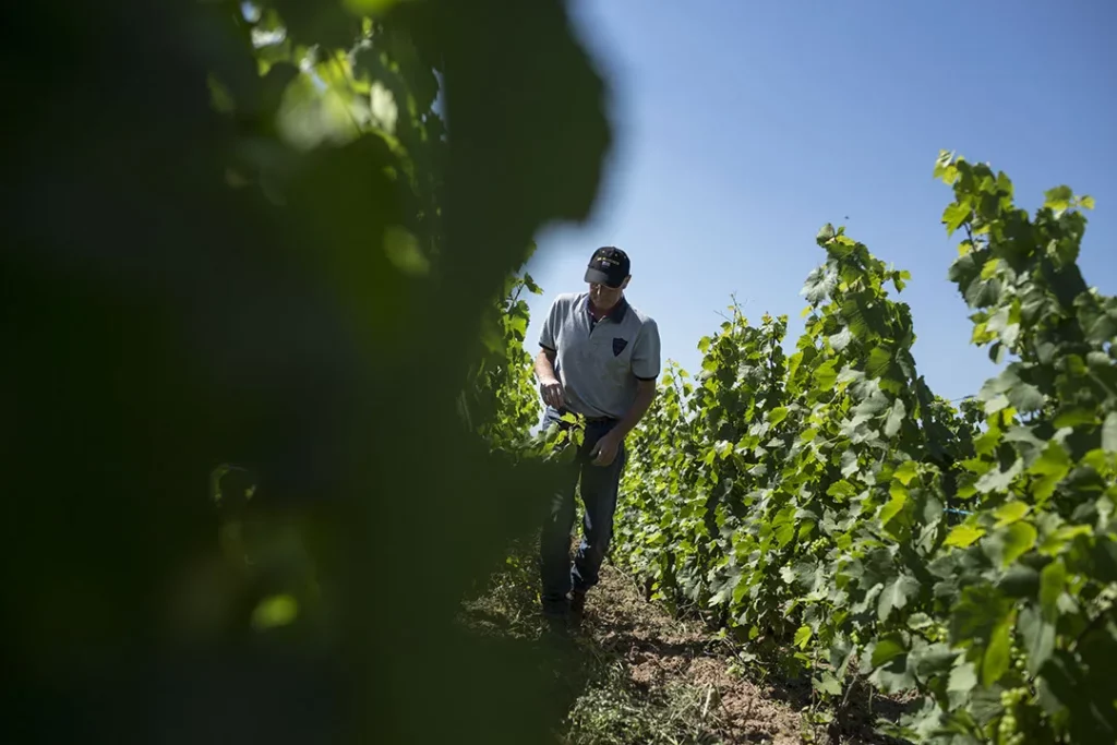 Domaine Paul Janin et Fils - Vigneron marchant entre des rangs de vigne en pleine végétation
