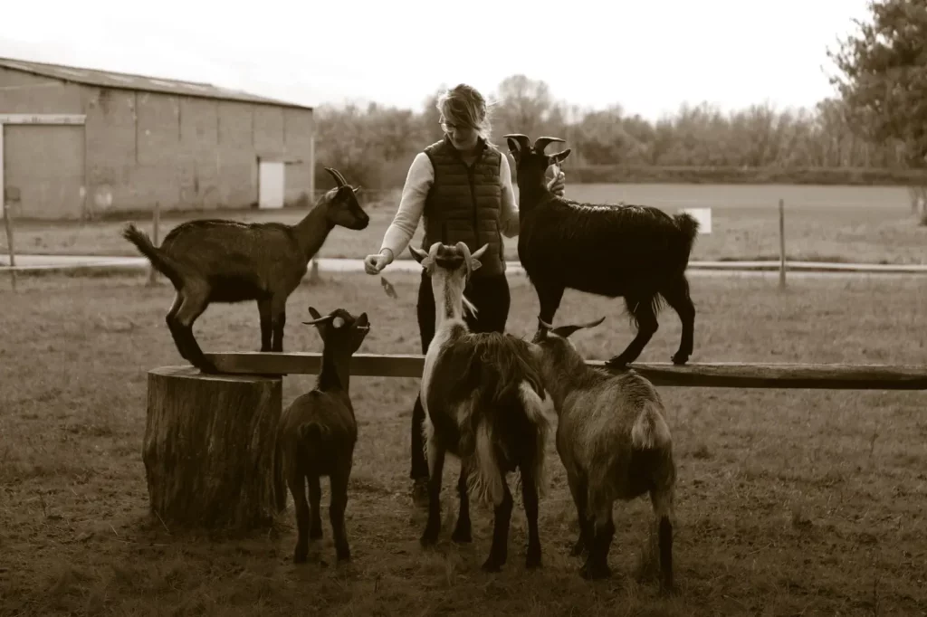 Domaine Roger Pabiot - Travail du sol au cheval de trait