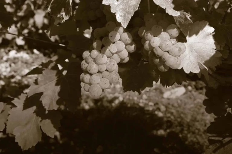 Domaine Roger Pabiot